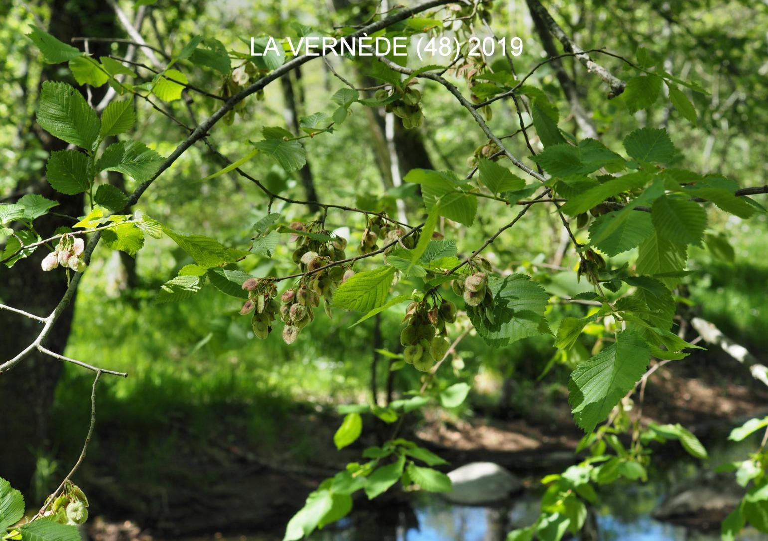 White-Elm, European